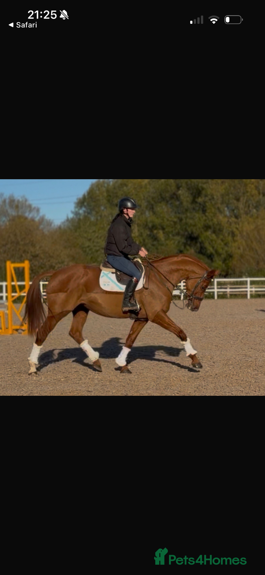 Hanoverian horses for sale: Dee - Registered Hanoverian Showstopper  - Advert 9