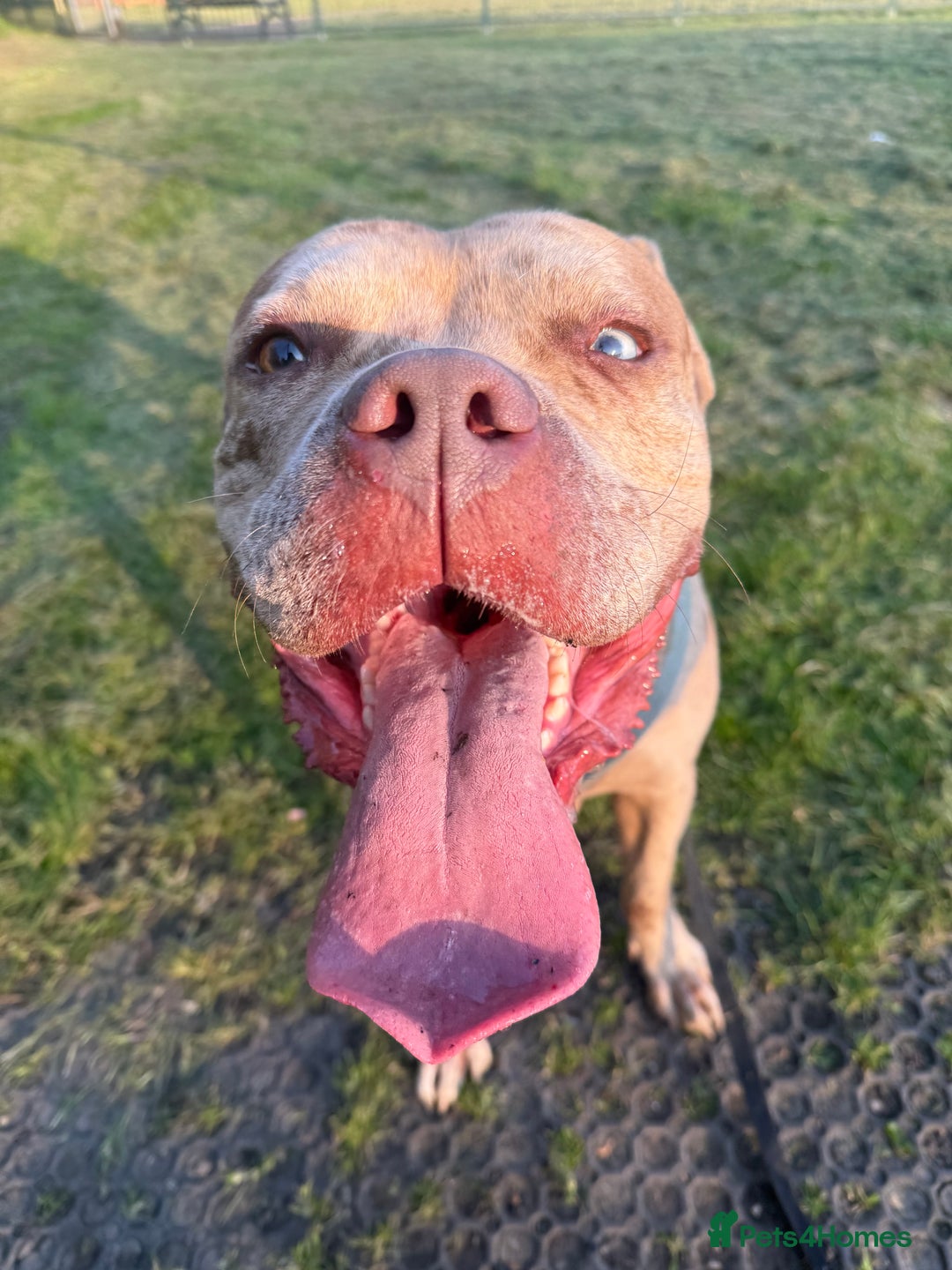 Mixed Breed dogs for sale: American Bully 4 Years Rehome  - Advert 7