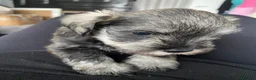 Miniature Schnauzer dogs for sale:  Miniature Schnauzer Puppies – Ready from 25th May - Advert 17