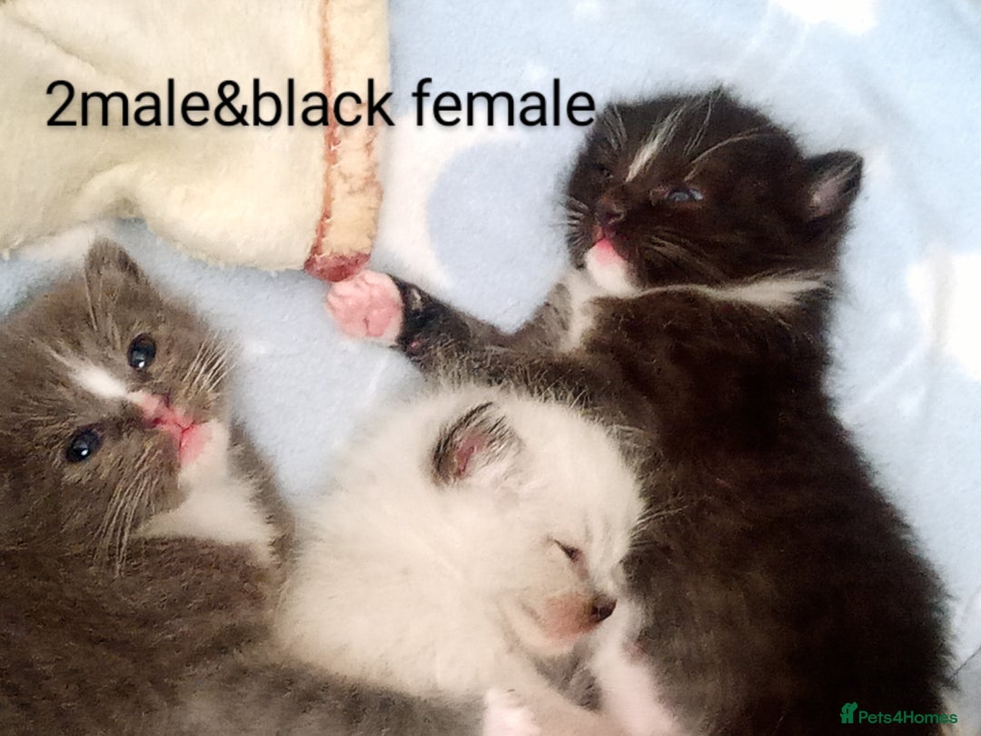 Ragdoll cats for sale: Ragdoll kittens  - Image 8