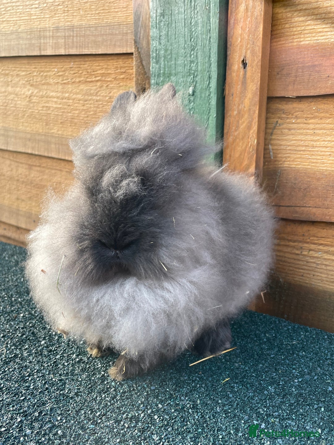 Lionhead rabbits for sale: One male  - Advert 4