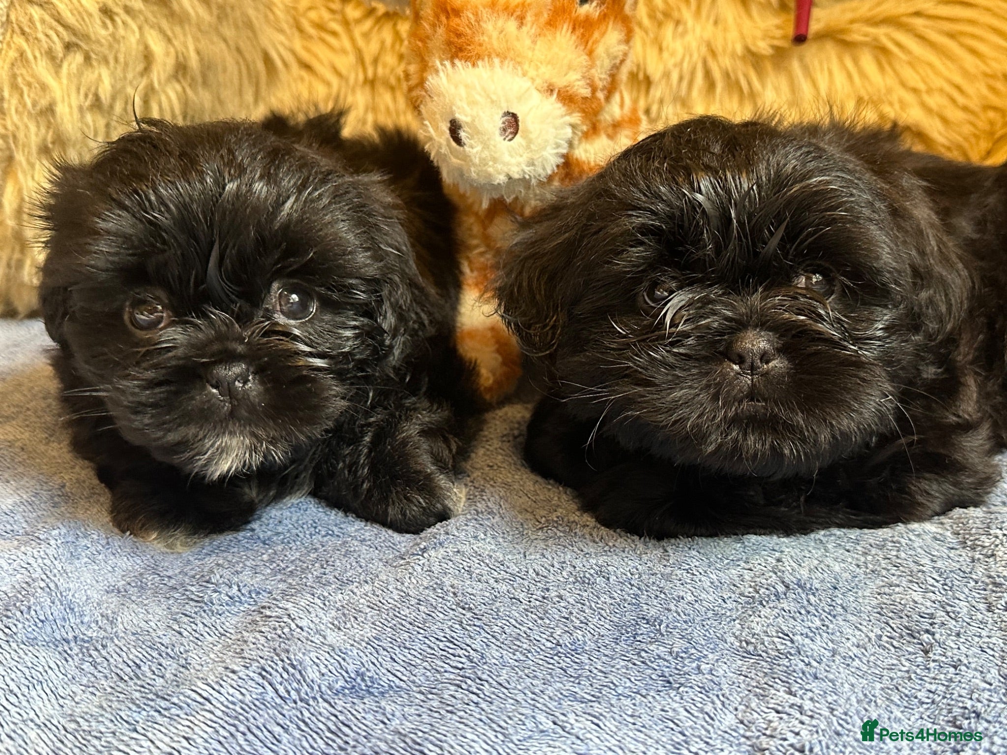Shih Tzu dogs Pedigree Shih Tzu puppies - Advert 2