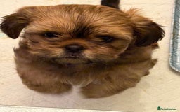 Shih Tzu dogs for sale: 2 beautiful puppies 1boy and 1 girl  - Image 2