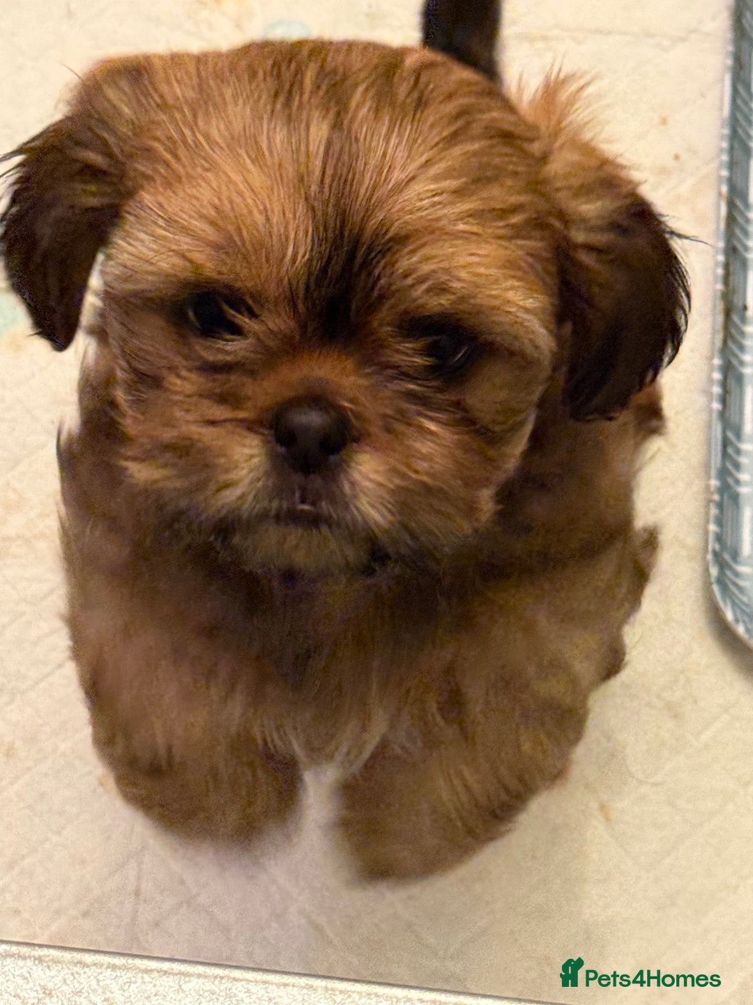 Shih Tzu dogs for sale: 2 beautiful puppies 1boy and 1 girl  - Image 2