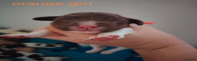 Orange collar 