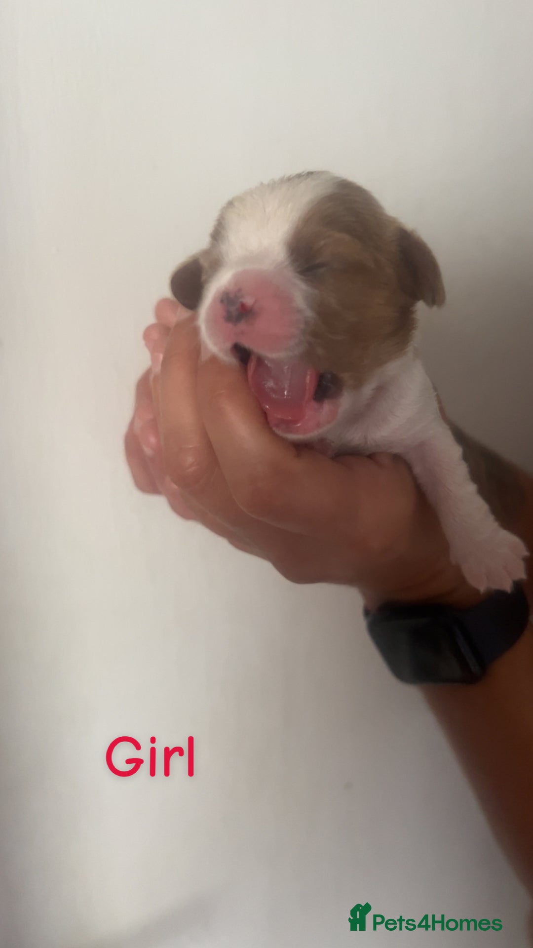 Cavalier King Charles Spaniel dogs for sale: Mixed colour Cavaliers  - Image 9