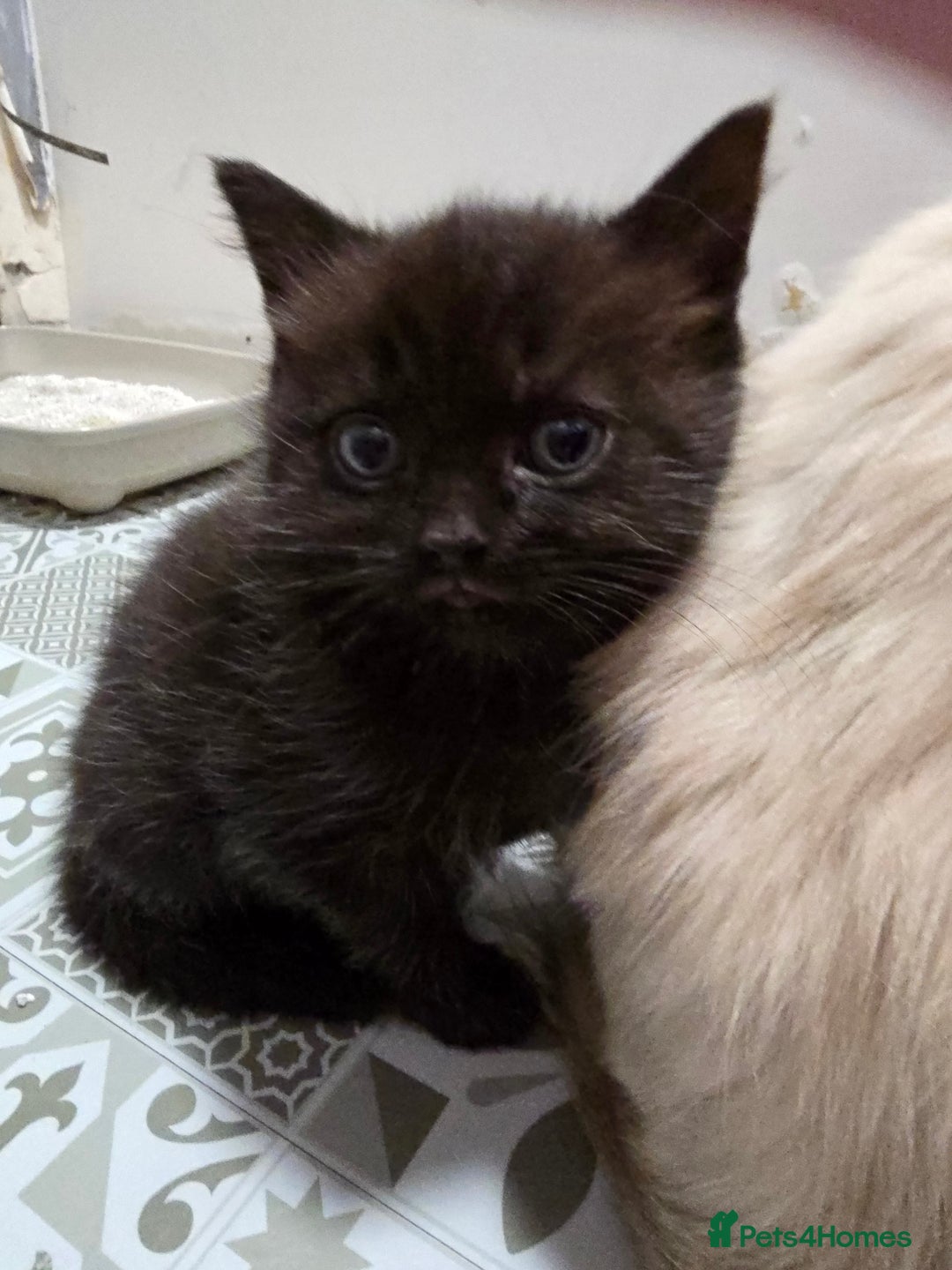 Ragdoll cats for sale: Gorgeous half ragdolls - Advert 12