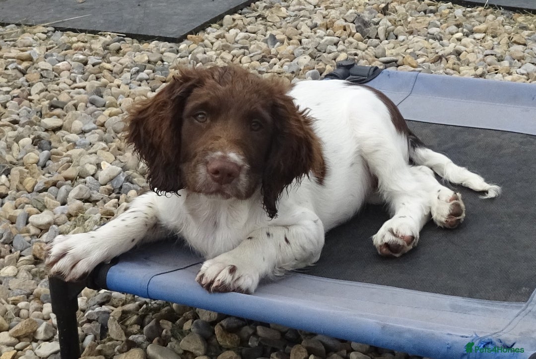 English Springer Spaniel dogs for sale: Two Gorgeous Boy English Springer Spaniel Puppies  - Image 27
