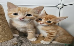 Mixed Breed cats for sale: Lovely kittens for sale  - Image 10