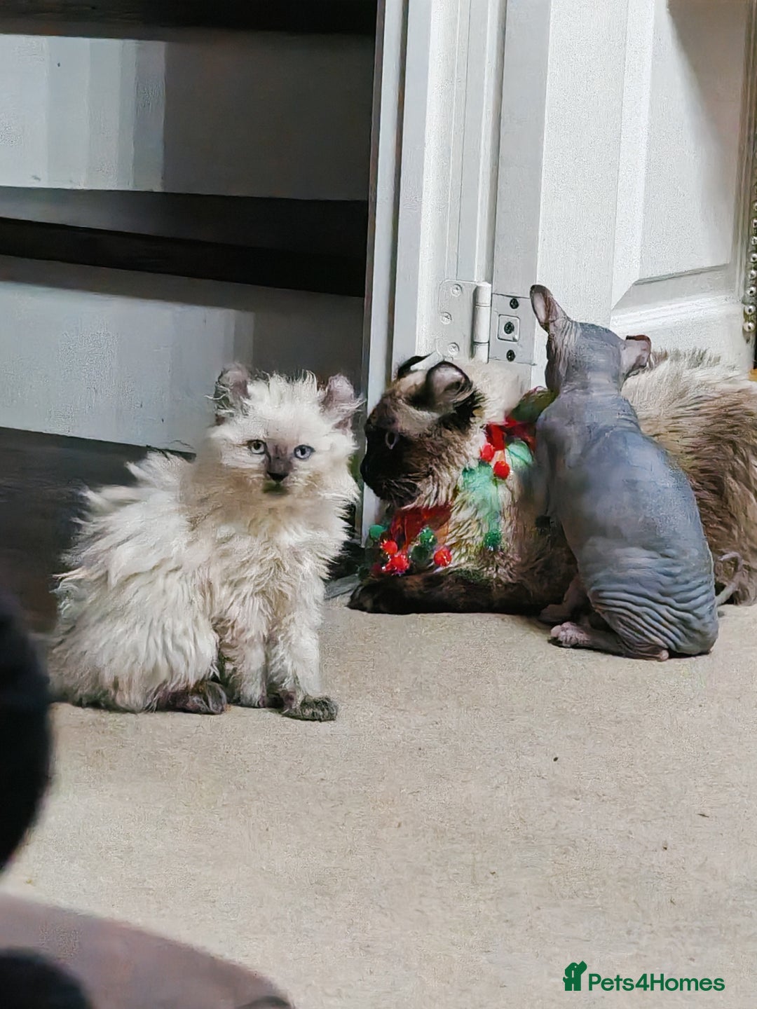 American Curl cats for sale: RARE, Unique, Affectionate American Curl Kittens!  - Advert 31