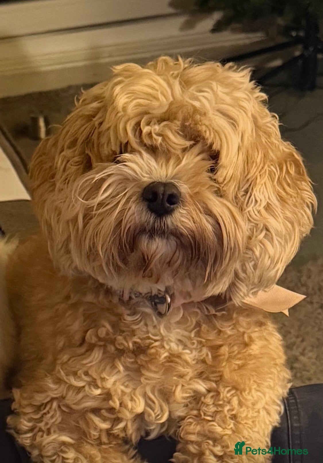 Cavapoo dogs Cavapoo Puppies F1b Reversed–Reservations Now Open - Advert 10