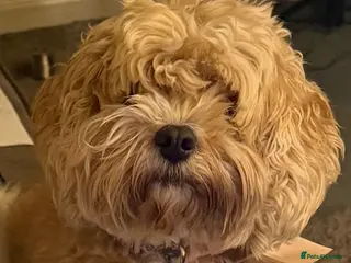 Cavapoo dogs Cavapoo Puppies F1b Reversed–Reservations Now Open - Advert 3