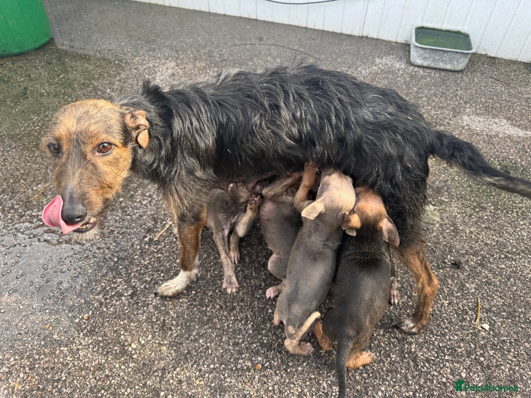 Mixed Breed dogs for sale: Beautiful puppies for sale!!!  - Image 2