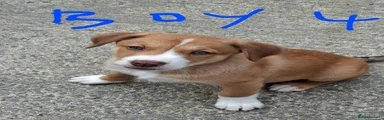 Mixed Breed 4