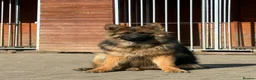 German Shepherd dogs for sale: Pure German Shepherd ready to move at a new home - Advert 1