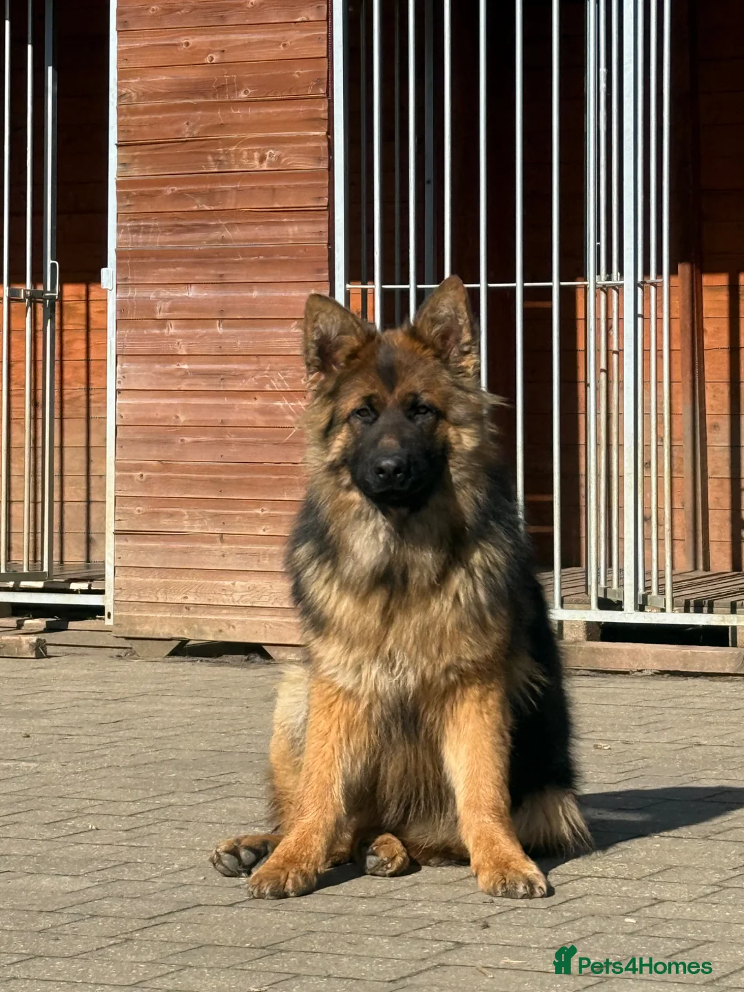 German Shepherd dogs for sale: Pure German Shepherd ready to move at a new home - Advert 1