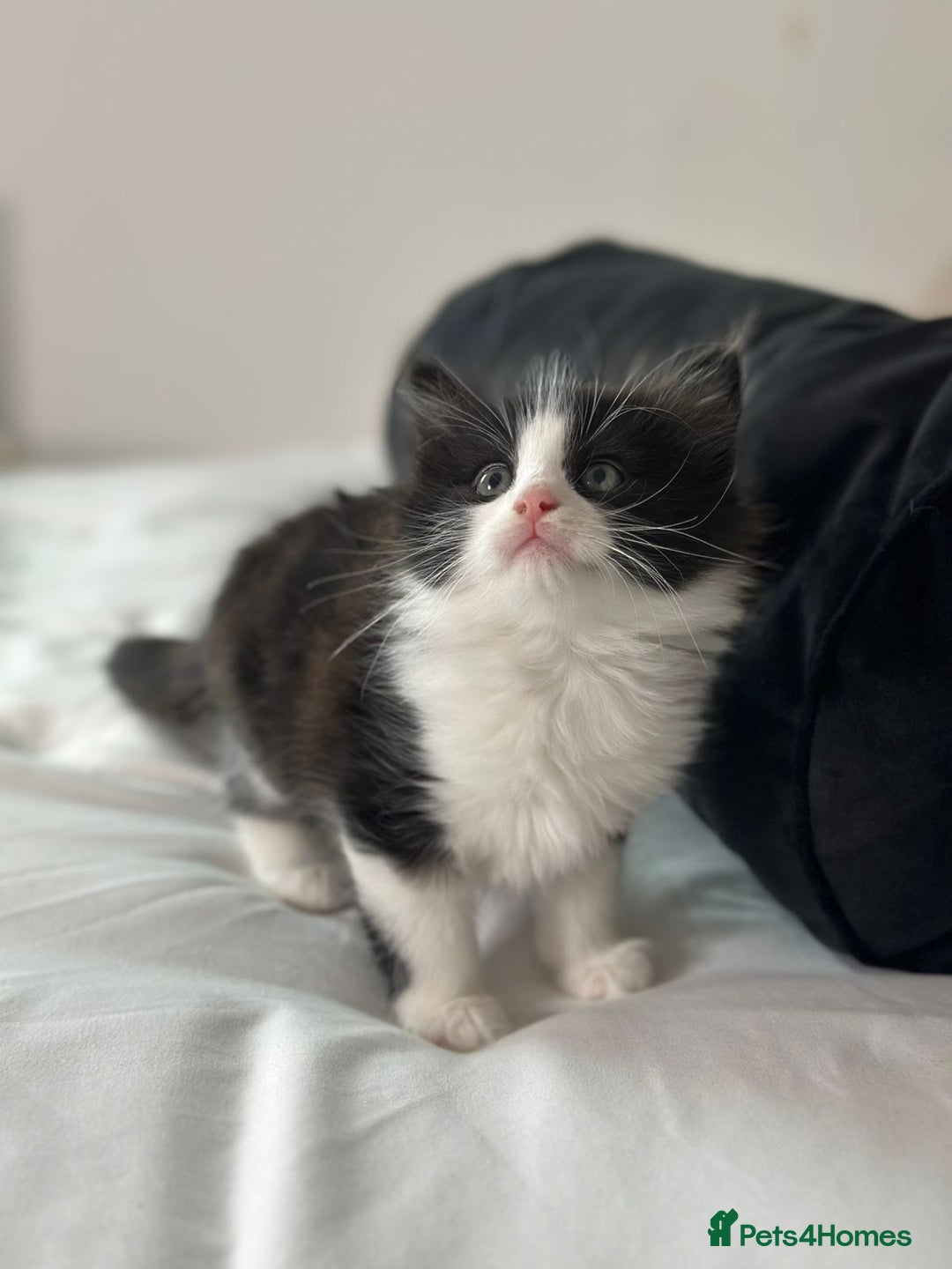 Mixed Breed cats for sale: 4 Maine coon kittens available now  - Advert 8