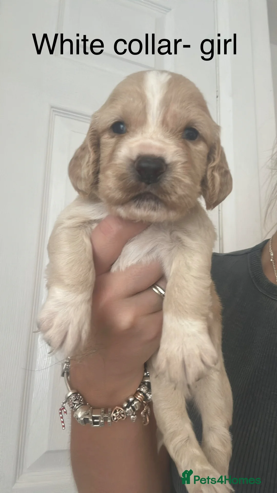 Cocker Spaniel dogs for sale: Cocker spaniel puppies 🐶  - Advert 2