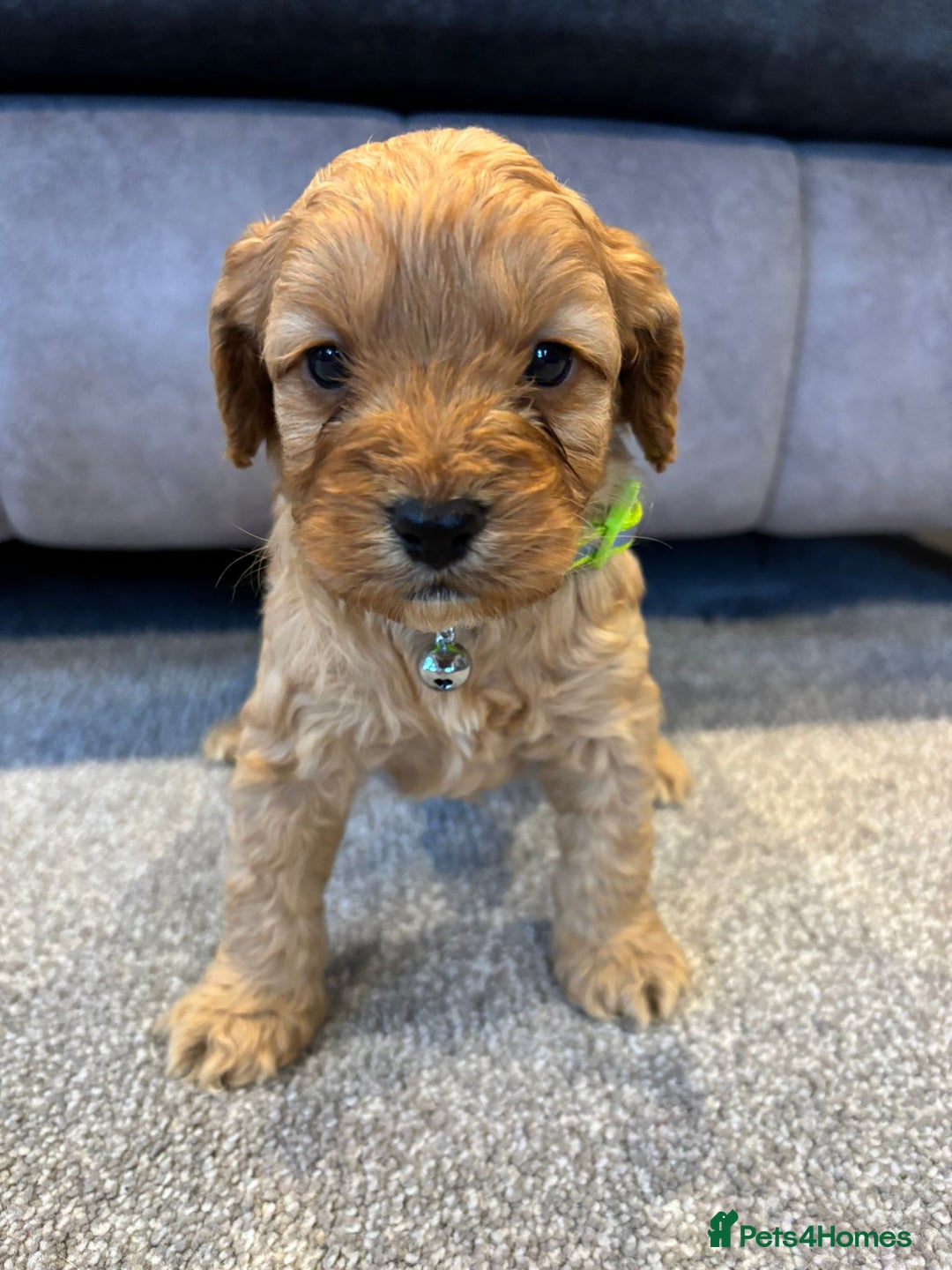 Cockapoo dogs for sale: Six stunning cockapoo puppies - Advert 3