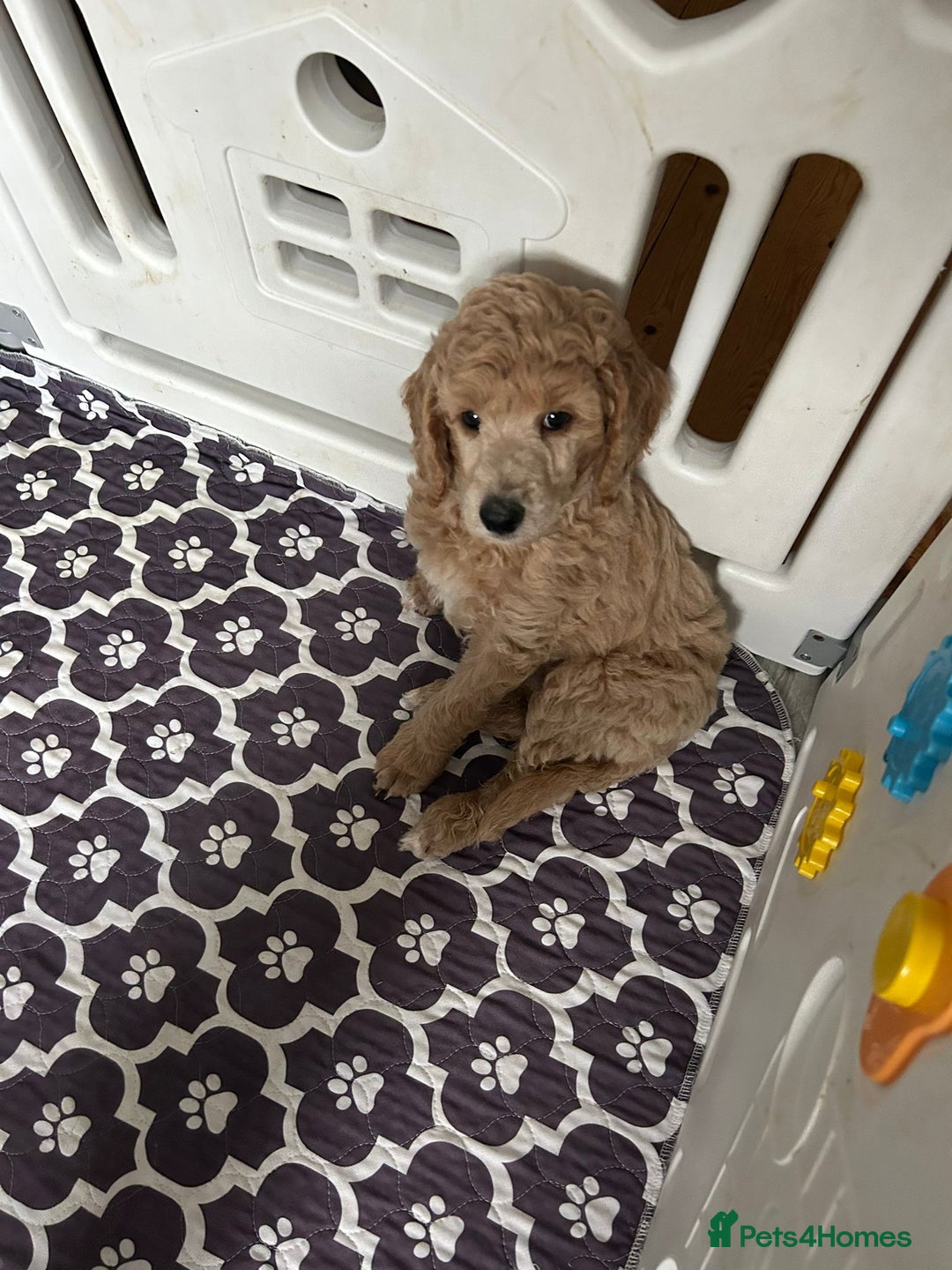 Standard Poodle dogs for sale: Beautiful standard poodle puppies - Advert 23