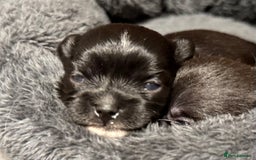 Mixed Breed dogs for sale: Malchi Puppies Looking for Their Forever Homes  - Image 9