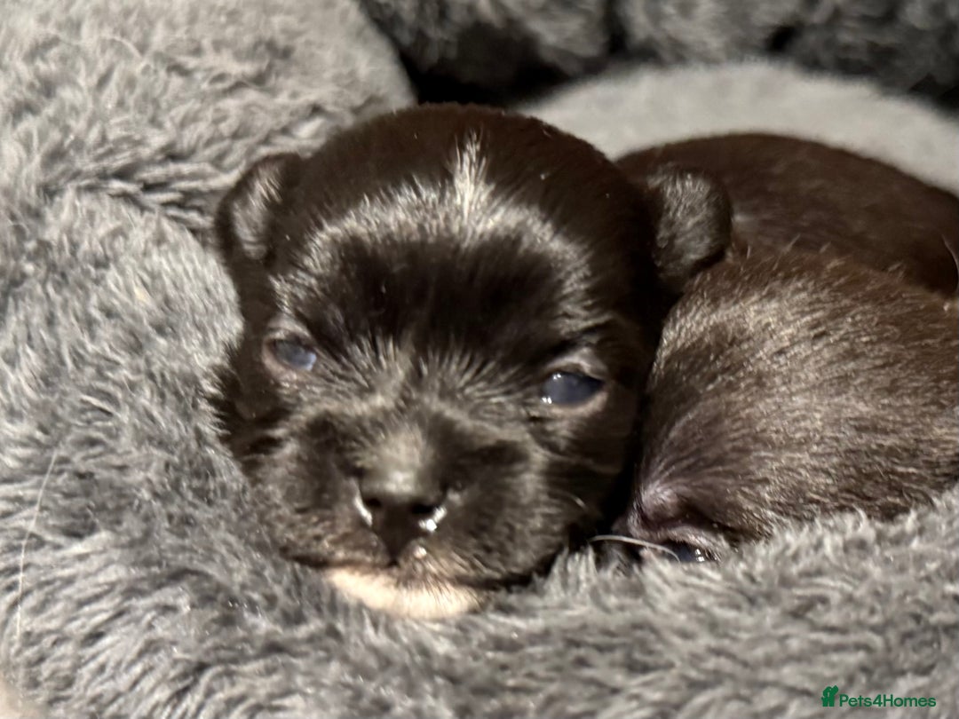 Mixed Breed dogs for sale: Malchi Puppies Looking for Their Forever Homes  - Image 9