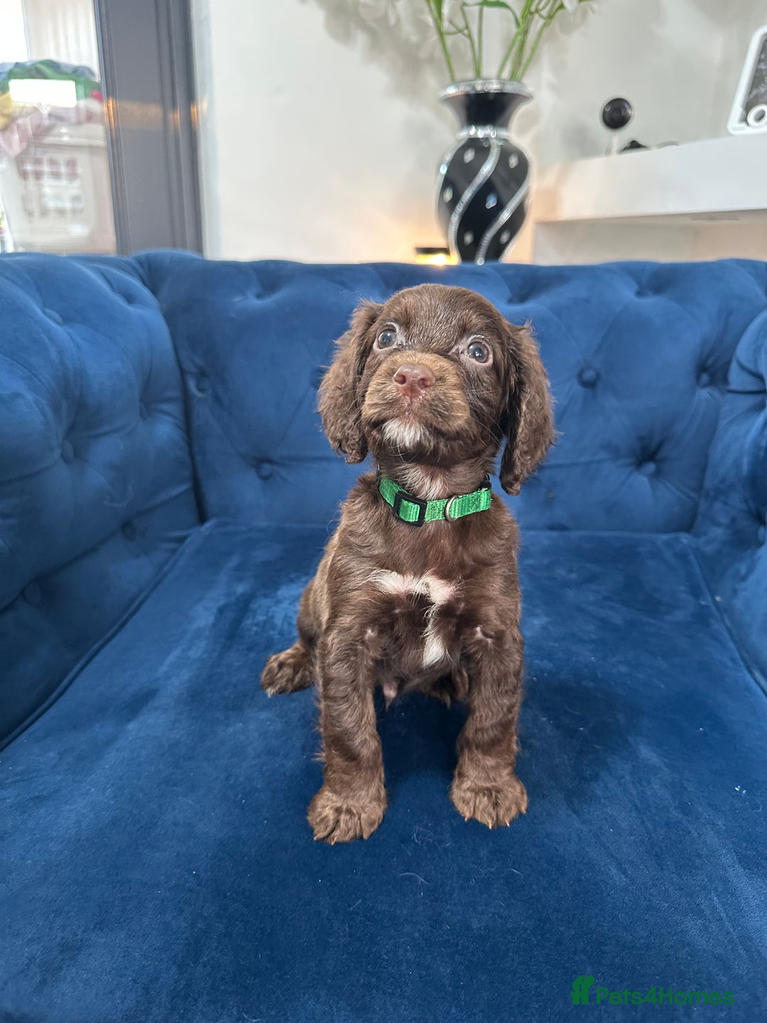 Cocker Spaniel dogs for sale: Beautiful litter of cocker spaniel pups 4 left  - Image 10