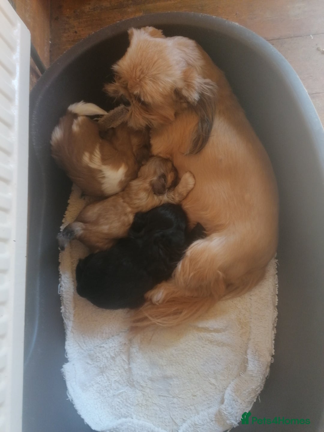 Shih Tzu dogs for sale: Shis Tzu - Advert 2