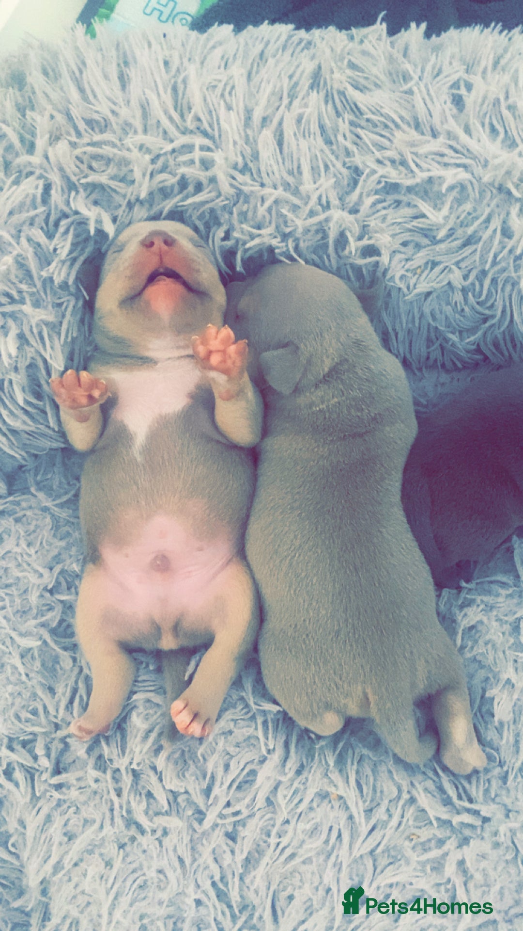 American Bully dogs for sale: REBULA X MC MERLIN POCKET BULLYS PUPS - Image 8