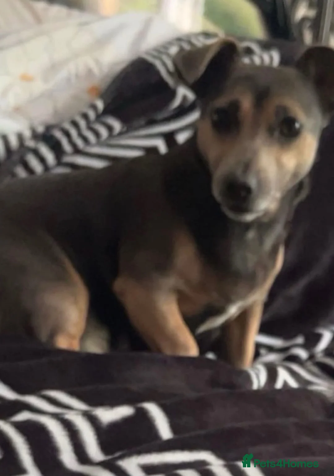 Jack Russell dogs for sale: Jack Russell’s - Advert 1