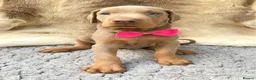 Dobermann dogs for sale: KC REG HEALTH TESTED EUROPEAN DOBERMAN PUPPIES - Advert 26