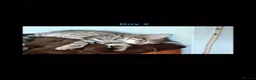 Savannah cats for sale: Gorgeous savannah kittens 2 boys left in Aylesbury - Advert 9