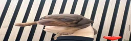 Miniature Dachshund dogs for sale: Miniature dachshund  in Walsall - Advert 4