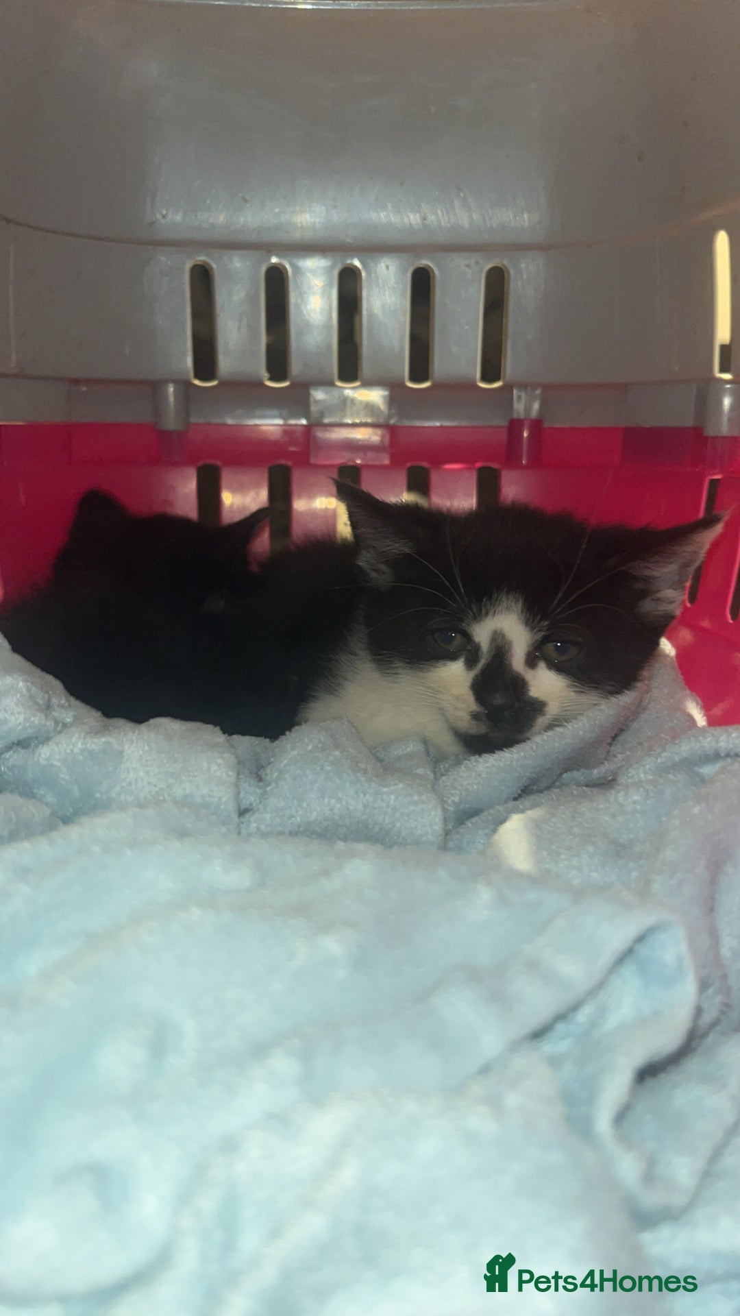 Mixed Breed cats for sale: Cute mixed colored kittens - Advert 7