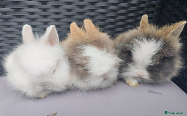 Lionhead rabbits - Advert 1