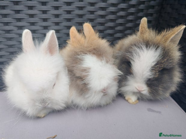 Lionhead rabbits - Advert 4