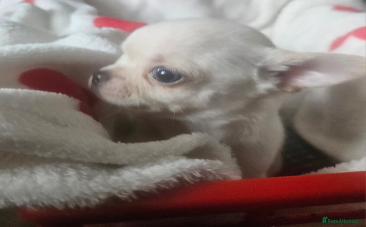 Chihuahua dogs - Advert 4