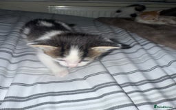 Domestic Shorthair cats for sale: Kittens  - Image 7