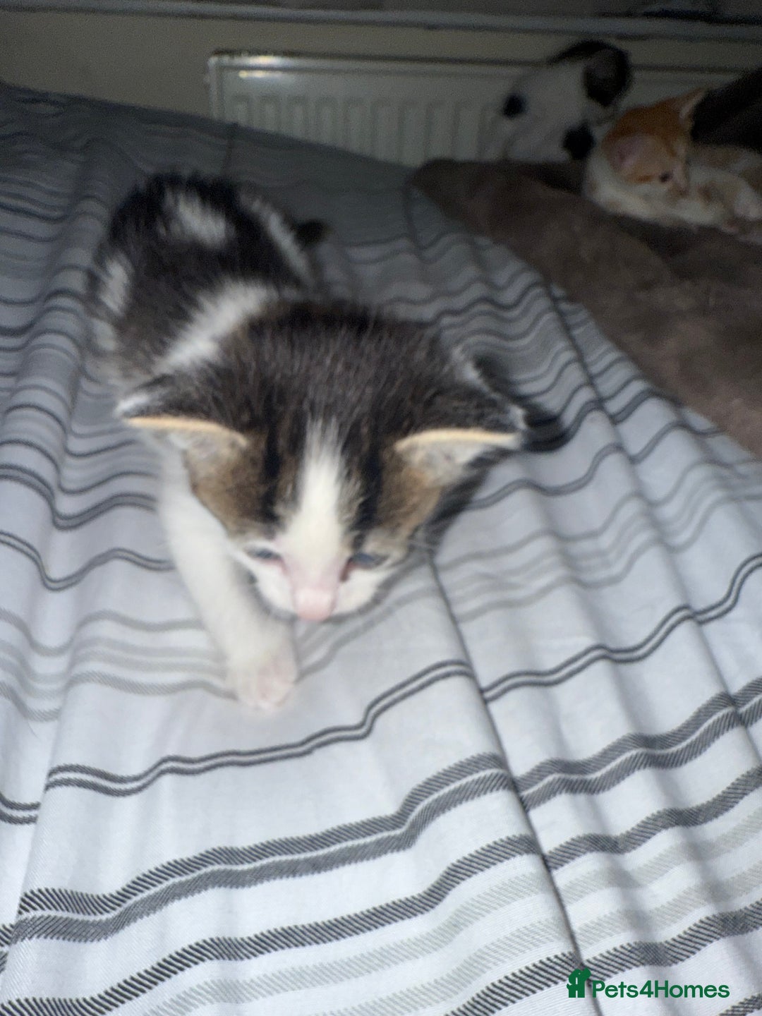 Domestic Shorthair cats for sale: Kittens  - Image 7