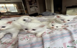 Ragcoon cats for sale: Kittens for sale  - Image 1