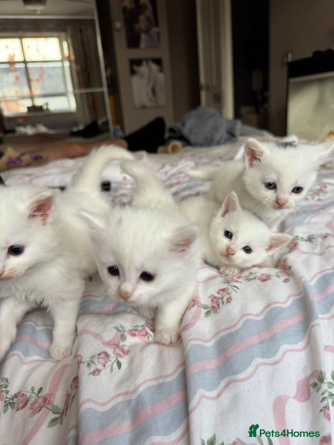 Ragcoon cats for sale: Kittens for sale  - Image 1