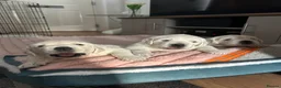 Golden Retriever dogs for sale: Golden retriever KC registered ,KC DNA Tested  - Advert 6