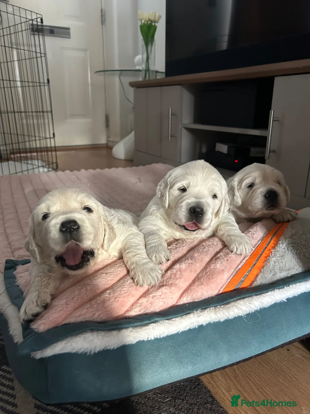 Golden Retriever dogs for sale: Golden retriever KC registered ,KC DNA Tested  - Advert 6