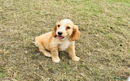 Cocker Spaniel dogs for sale: Cocker Spaniel Puppies  - Image 4