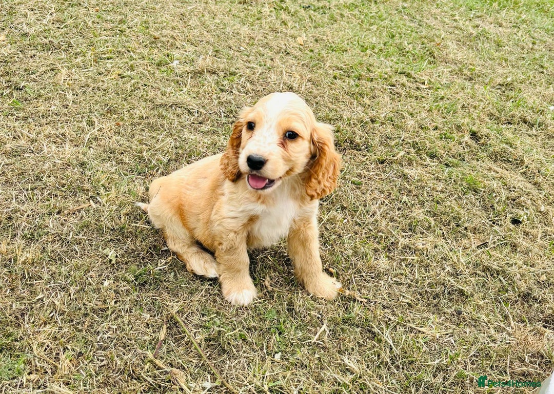 Cocker Spaniel dogs for sale: Cocker Spaniel Puppies  - Image 4