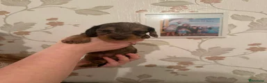 Dachshund Puppy 3