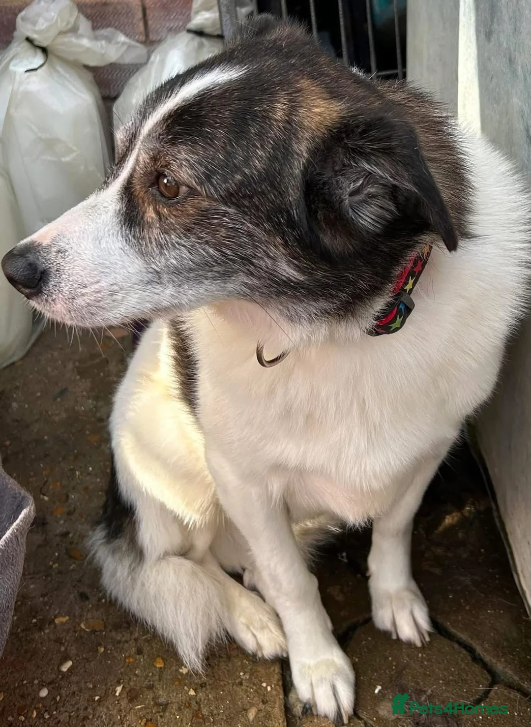 Mixed Breed dogs for adoption: Albie - Norwich Norfolk  - Advert 3
