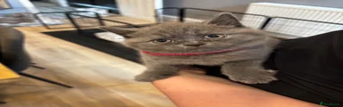 British Shorthair Kitten pink