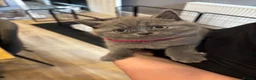 British Shorthair cats for sale: Beautiful confident fluffy British shorthair  - Advert 31