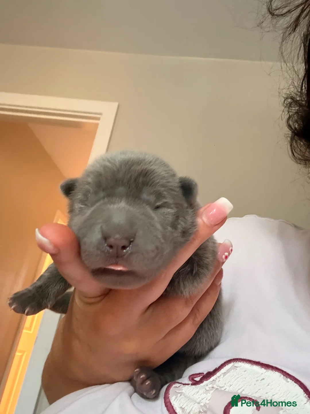 Shar Pei dogs for sale: Bear coat sharpeis - Advert 12